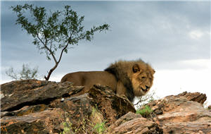 Löwe im Afrika Urlaub