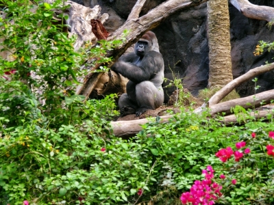 Affe im Loro Parque auf Teneriffa (dumman  / pixelio.de)