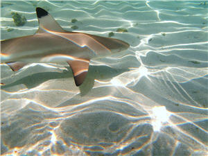 Urlaub Malediven, Tauchen (Pixelio @ginger1967)